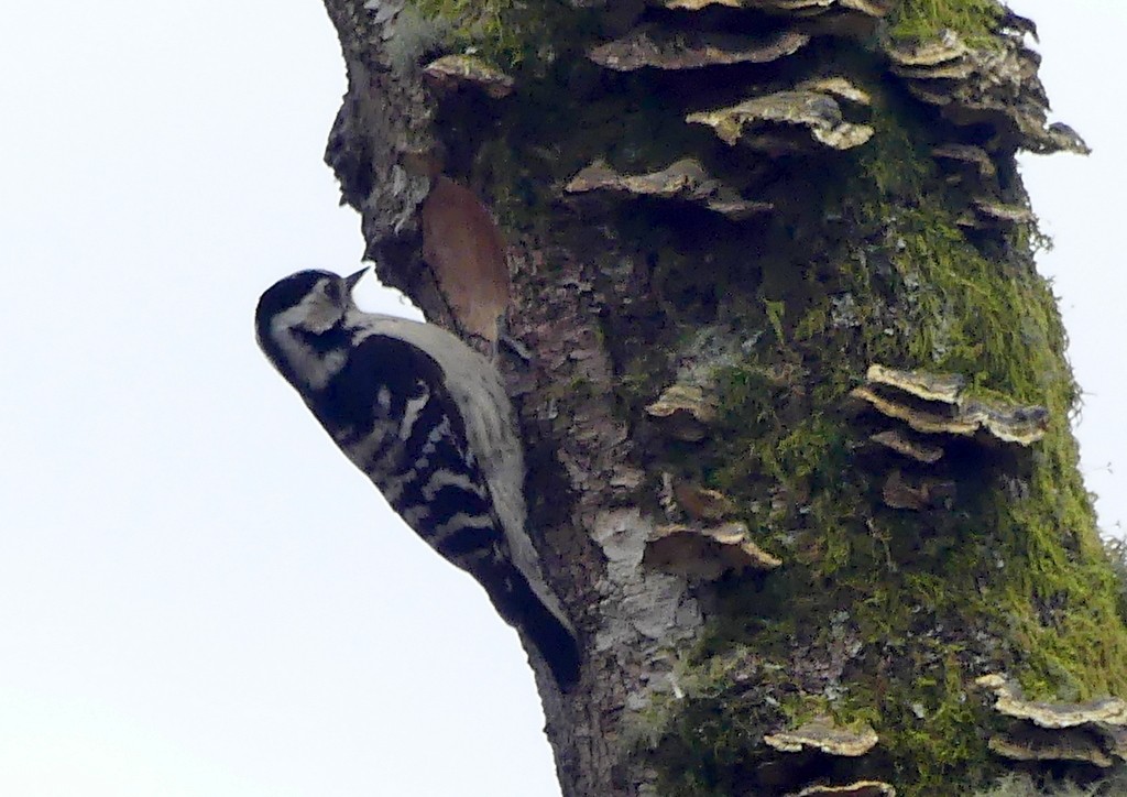Lesser Spotted Woodpecker - ML618566565