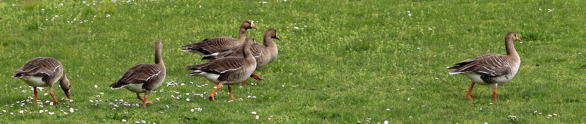 Greater White-fronted Goose - Mike Fung