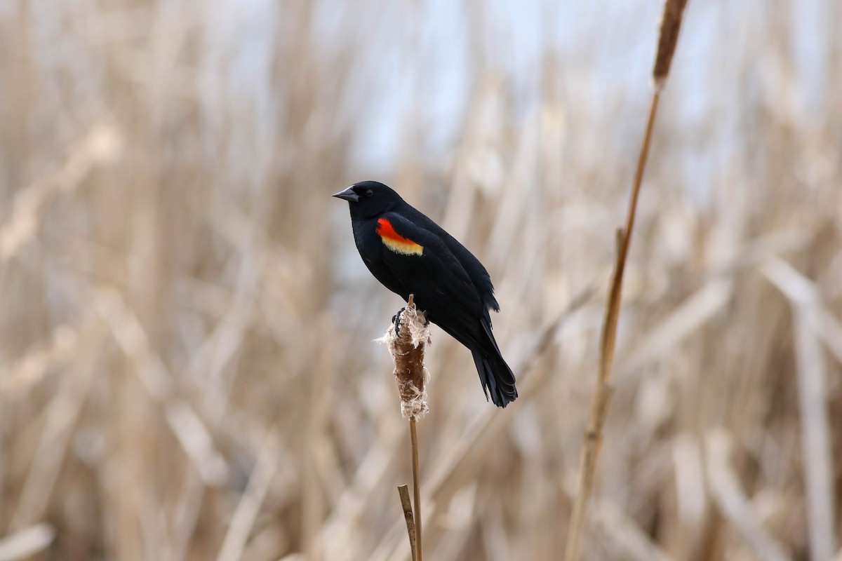 Red-winged Blackbird - ML618566598