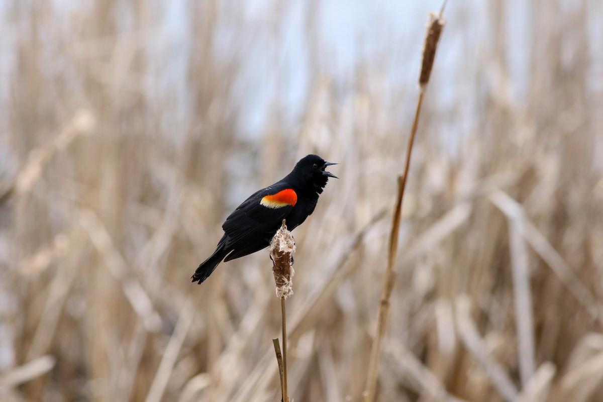 Red-winged Blackbird - ML618566599