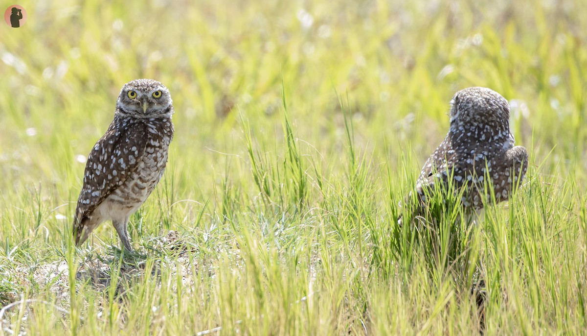 Burrowing Owl (Florida) - ML618566609