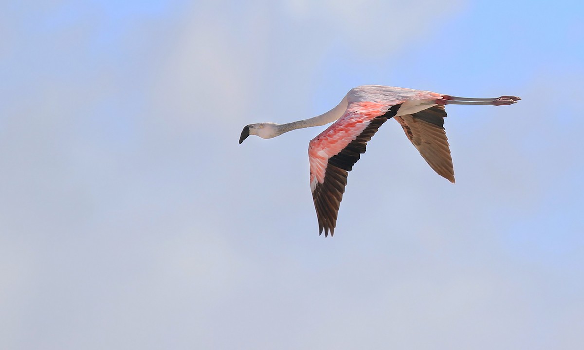 Chilean Flamingo - ML618566621