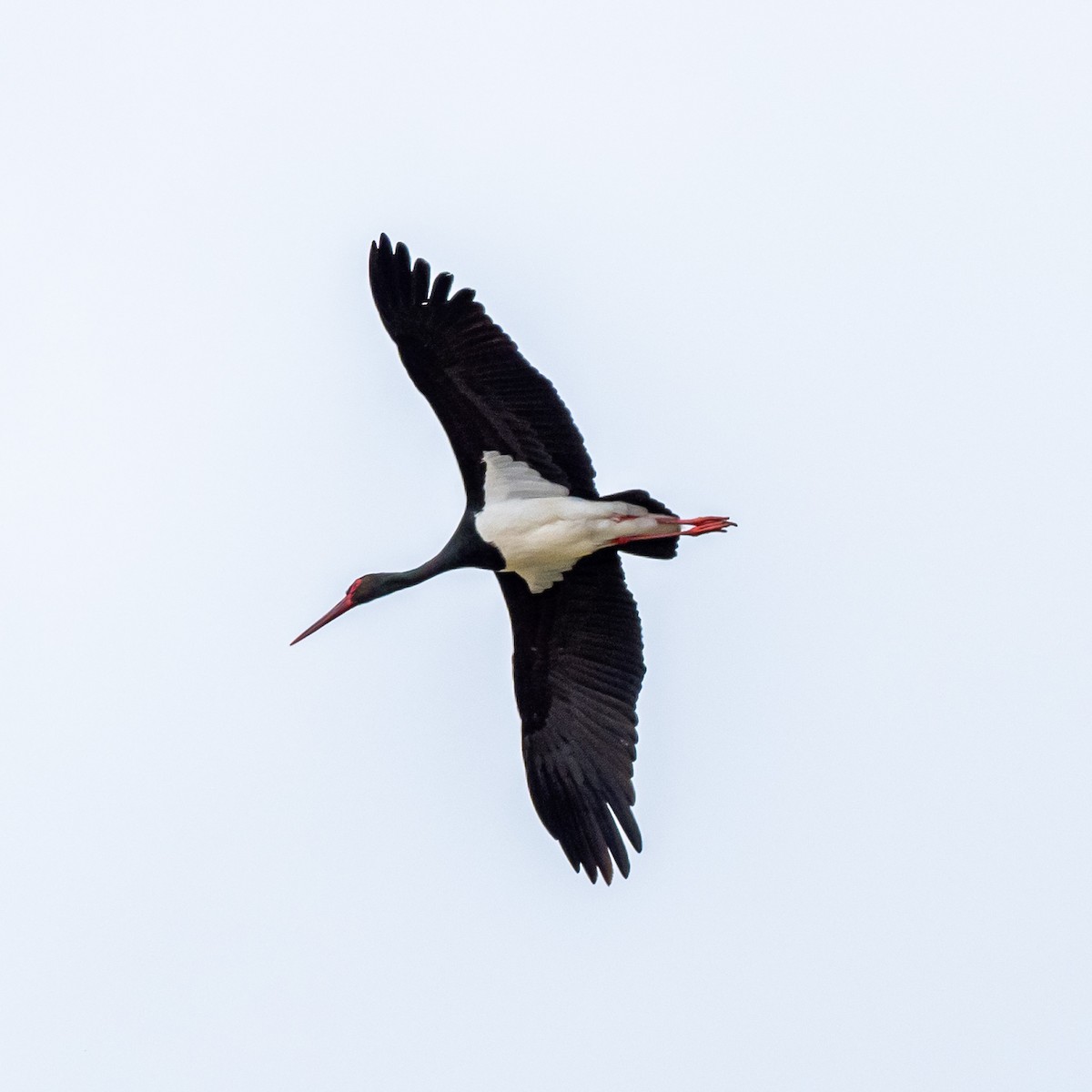 Black Stork - The Urban Birder