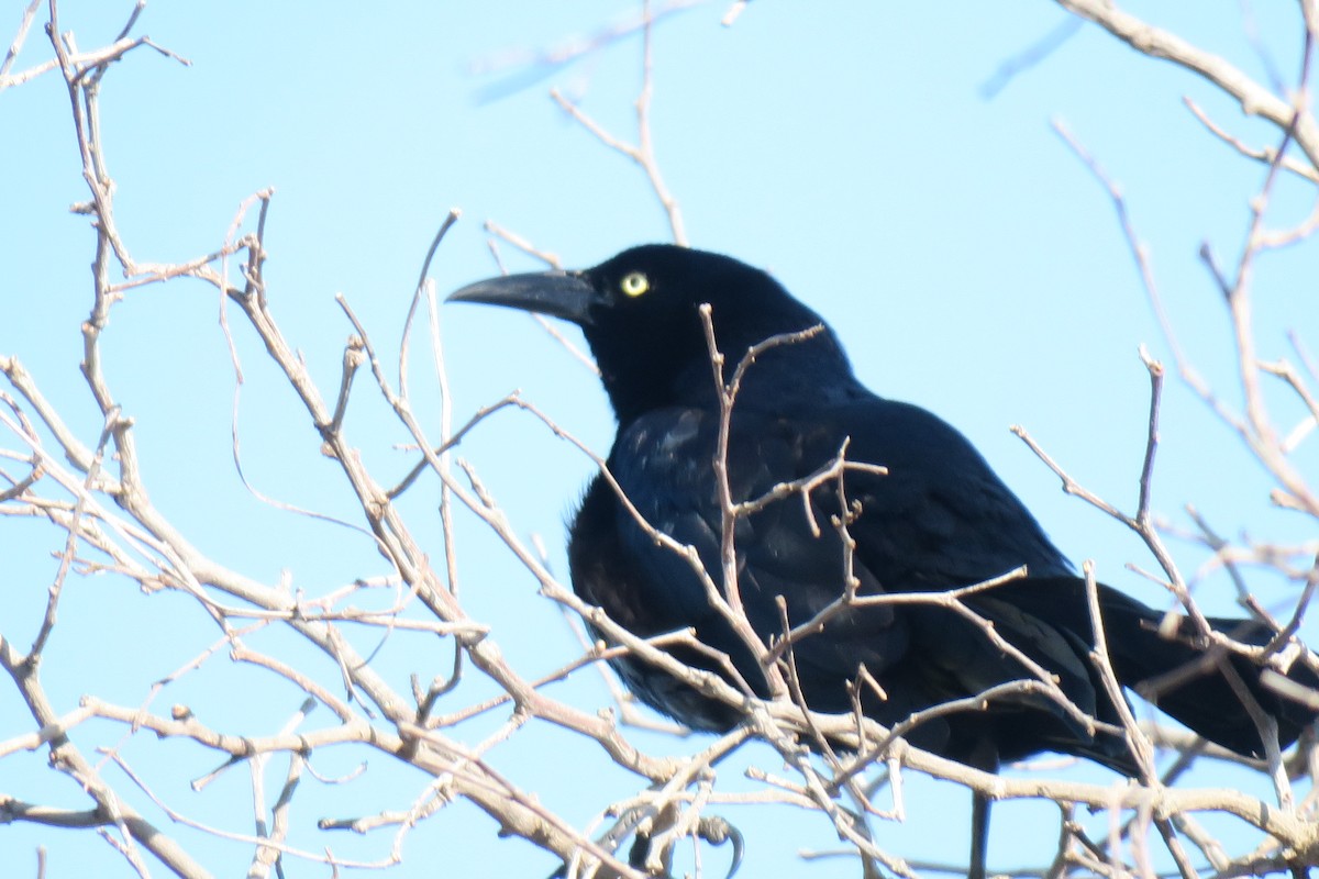 Great-tailed Grackle - ML618566668