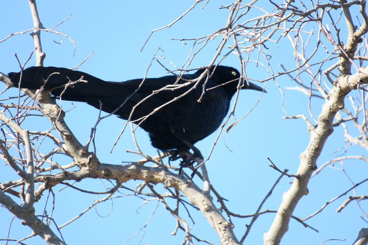 Great-tailed Grackle - ML618566669