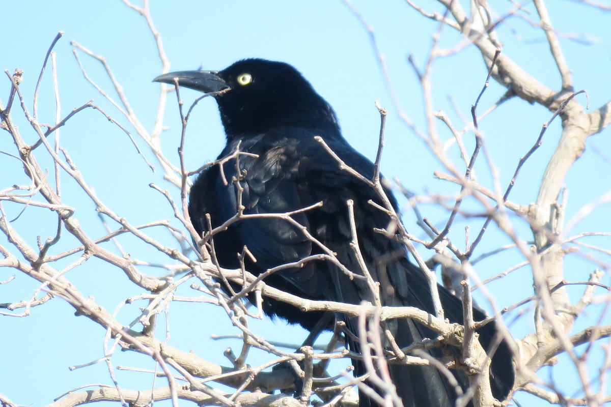 Great-tailed Grackle - ML618566670
