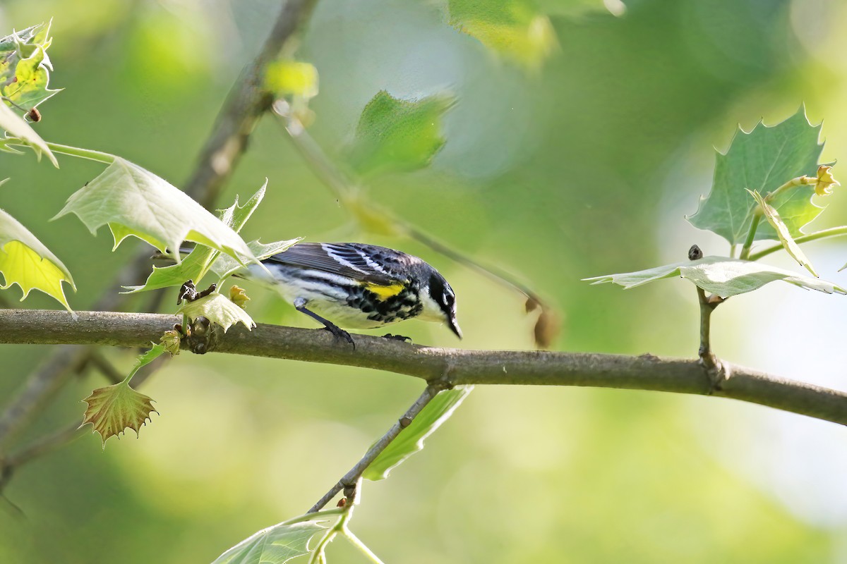 Yellow-rumped Warbler (Myrtle) - David Lang