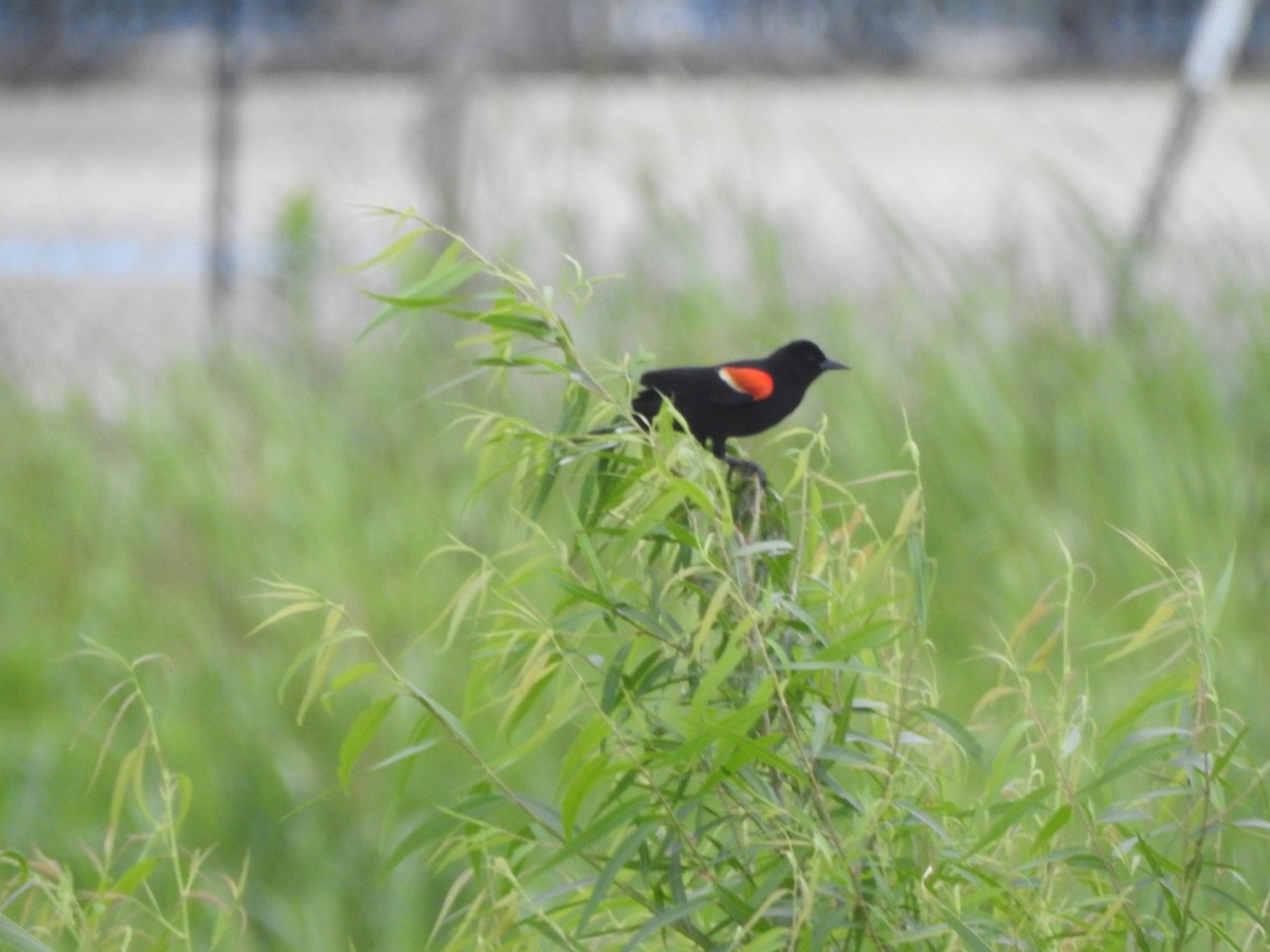 Red-winged Blackbird - Pamela Goolsby