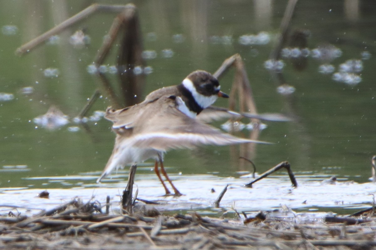 Semipalmated Plover - ML618566754