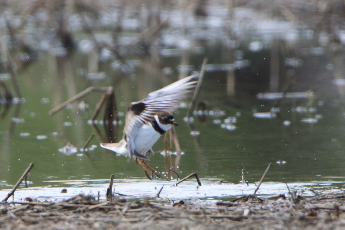 Semipalmated Plover - ML618566756