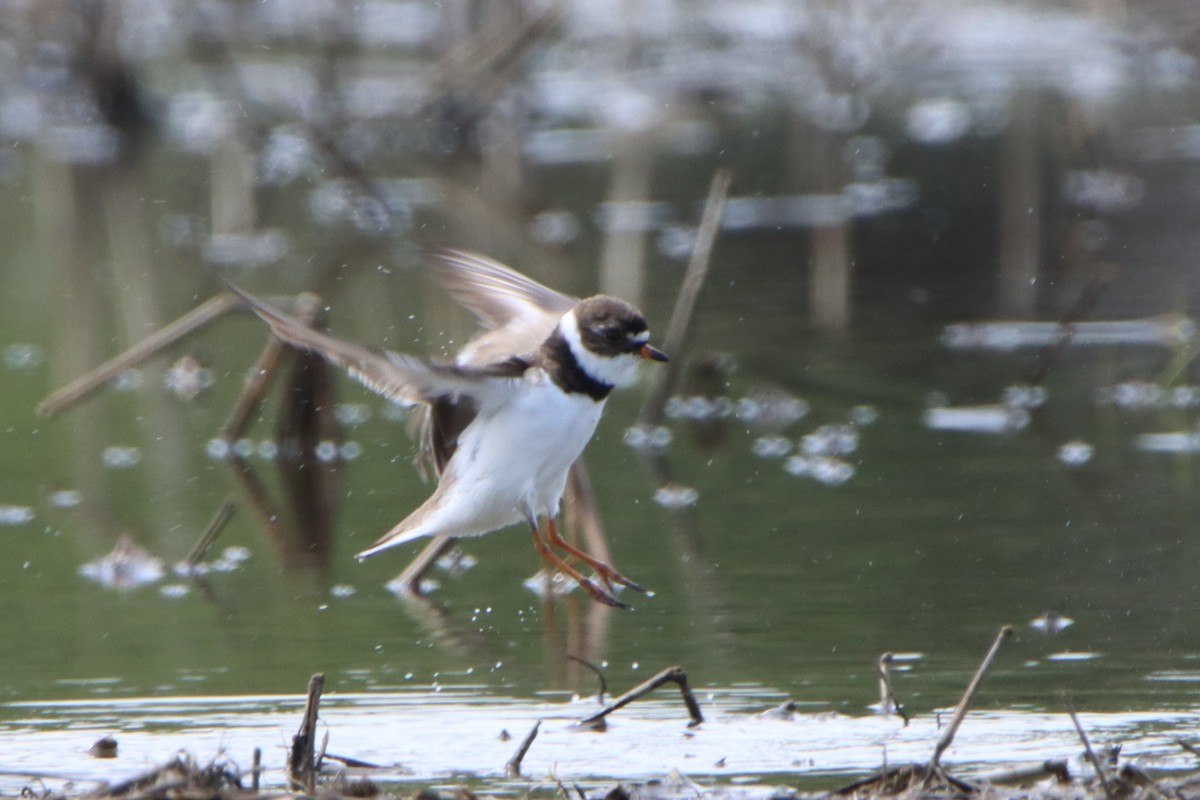 Semipalmated Plover - ML618566762