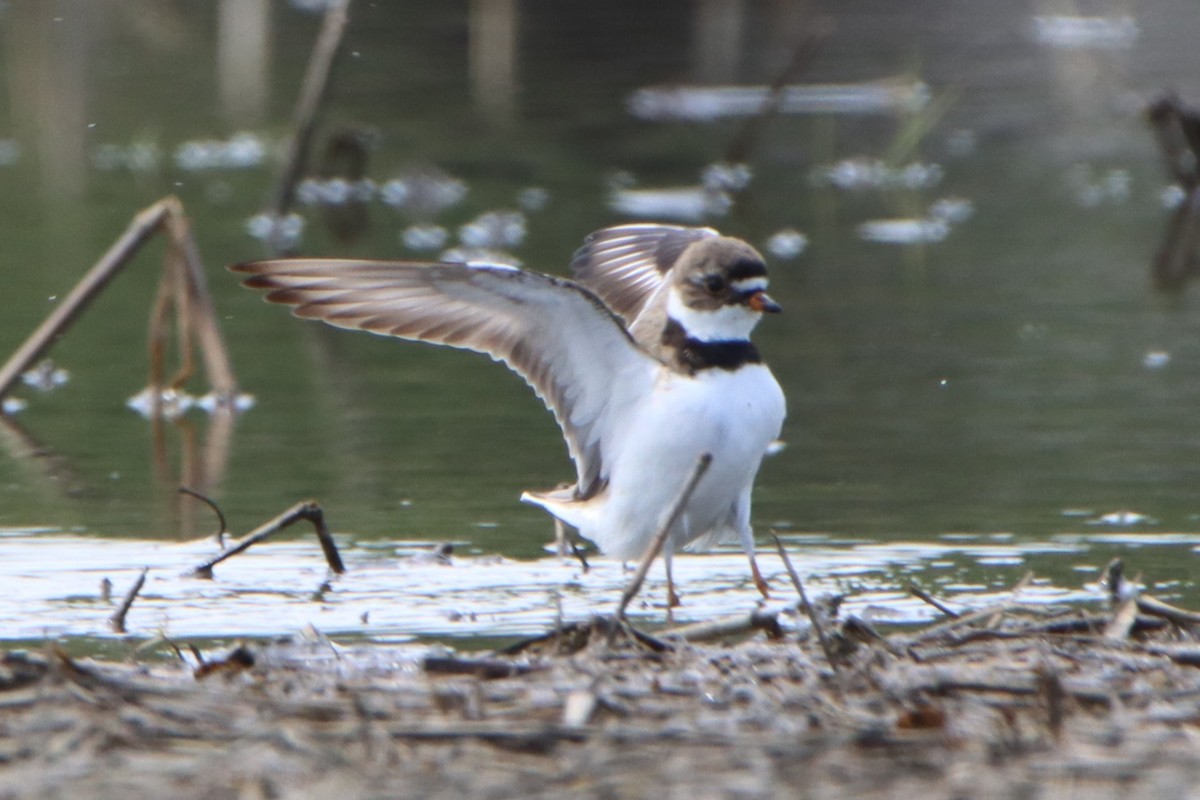 Semipalmated Plover - ML618566770