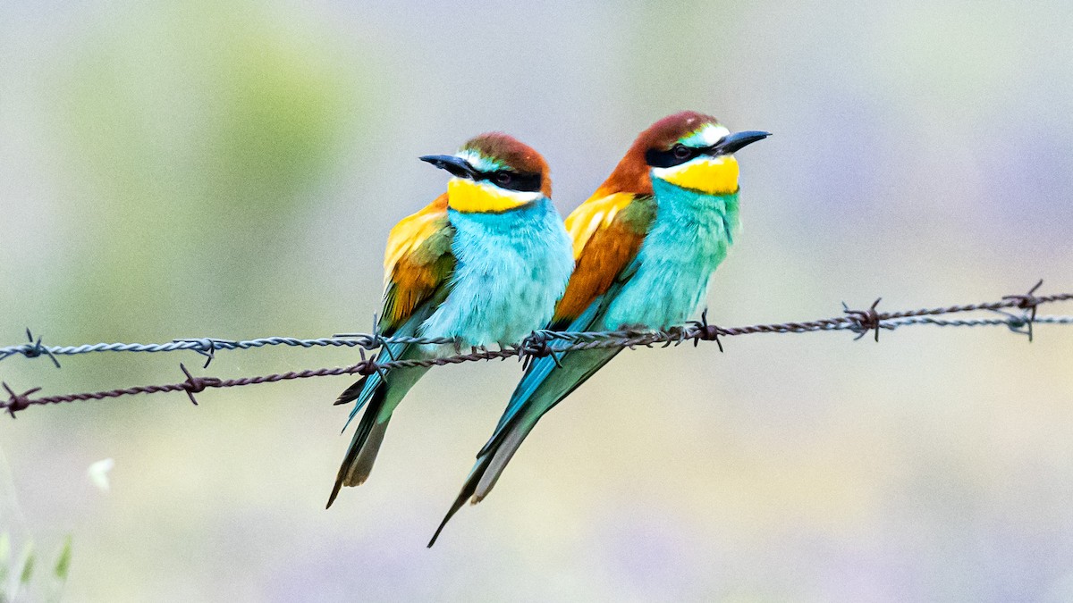 European Bee-eater - ML618566771