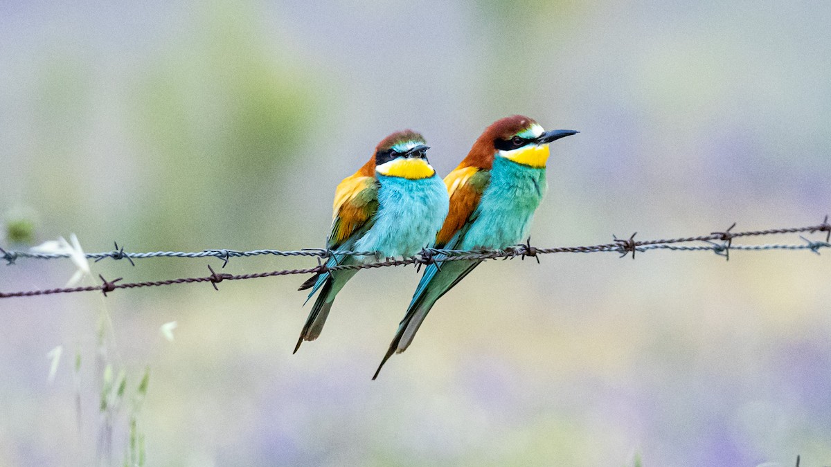 European Bee-eater - ML618566772