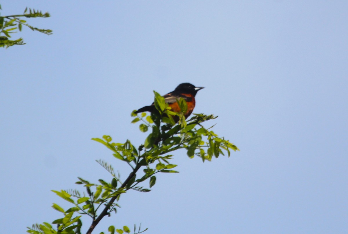 Orchard Oriole - ML618566786