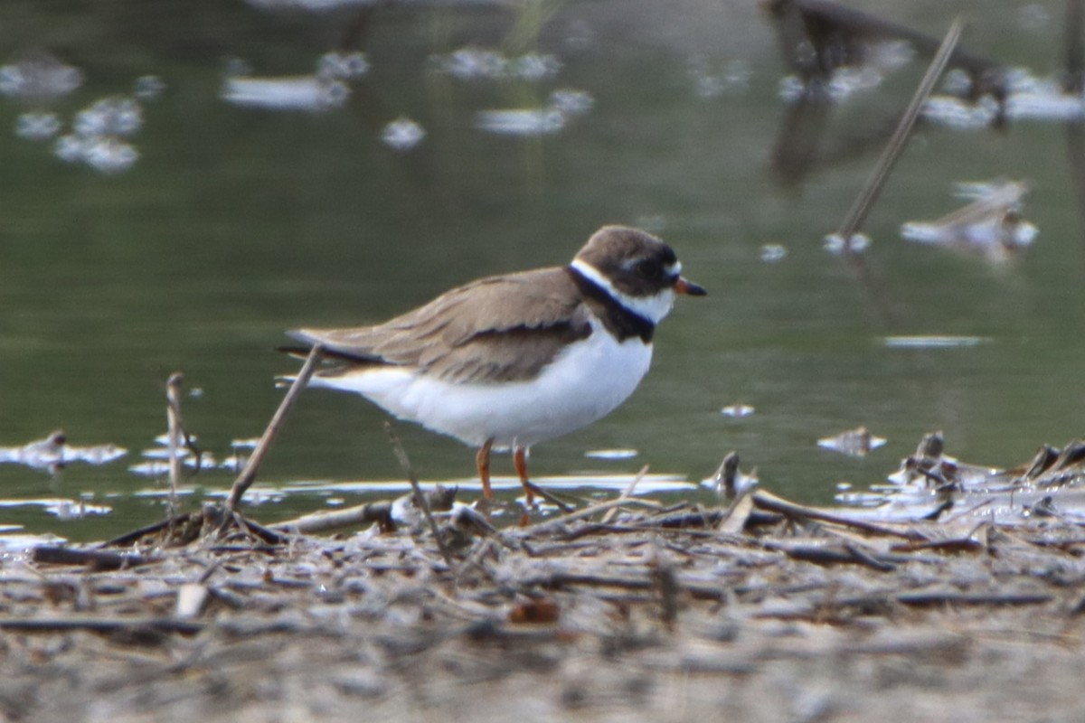 Semipalmated Plover - ML618566787