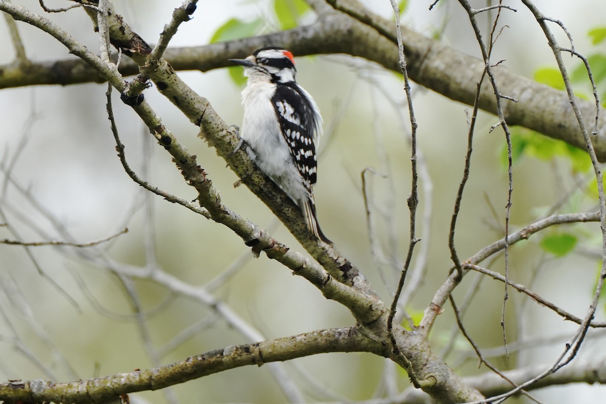 Downy Woodpecker - ML618566792