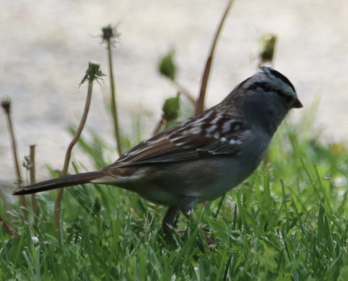 EBird Checklist 6 May 2024 The Grove Glenview 36 Species 1