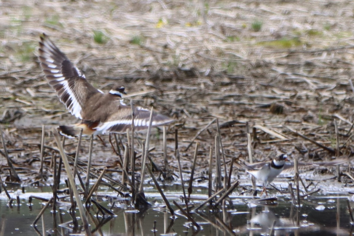 Semipalmated Plover - ML618566794
