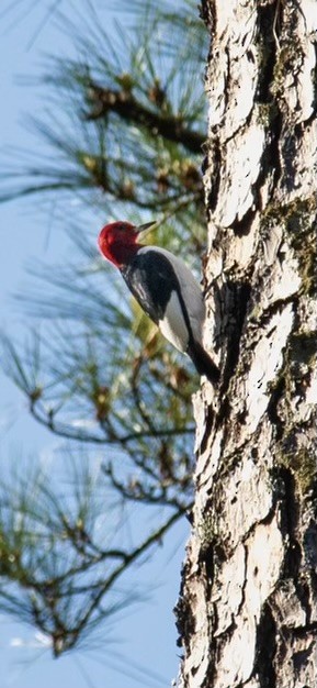 Red-headed Woodpecker - ML618566800