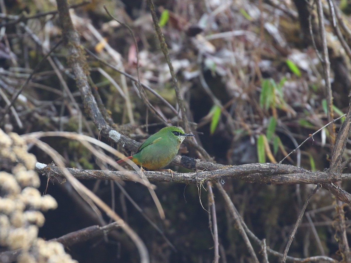 Fire-tailed Myzornis - ML618566806