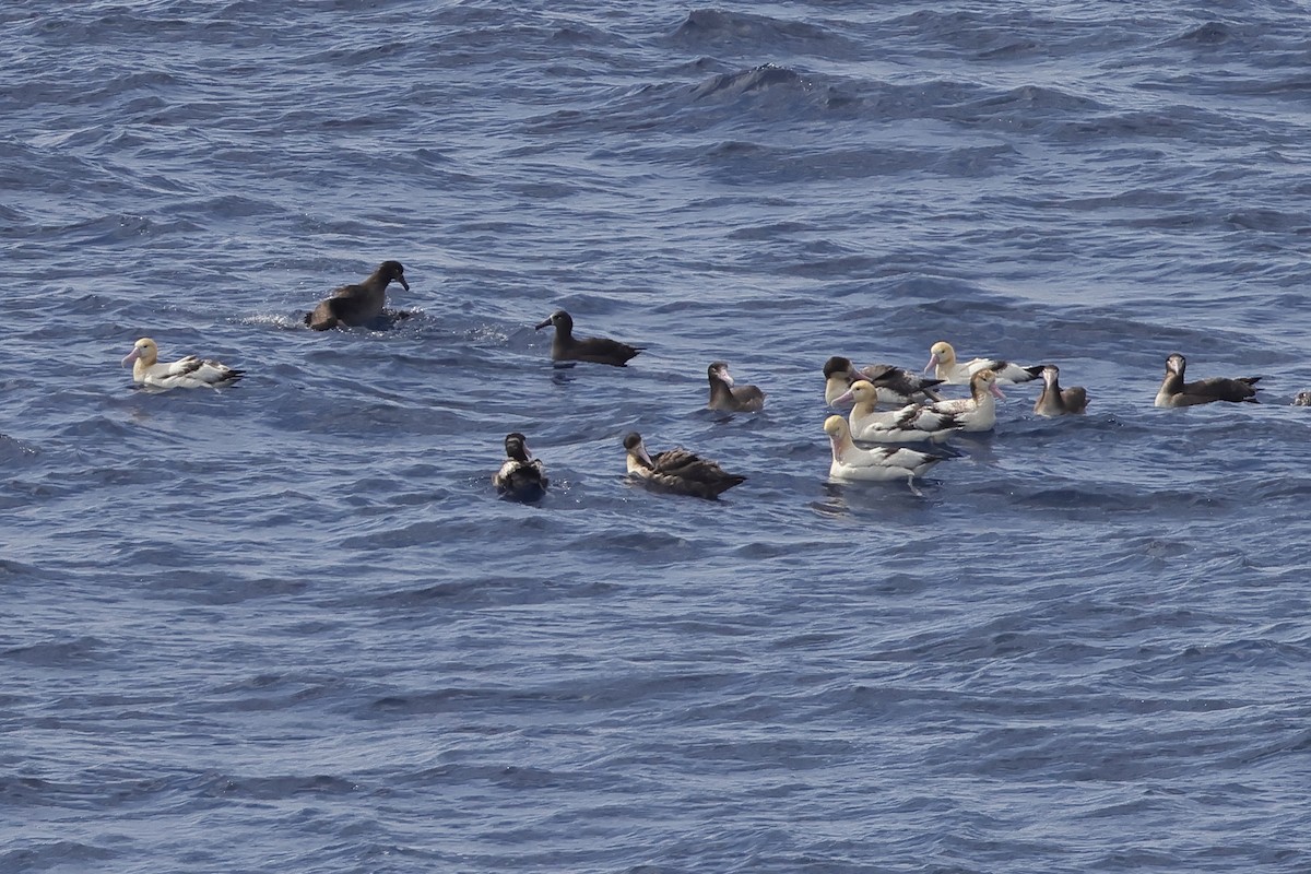 Short-tailed Albatross - ML618566821