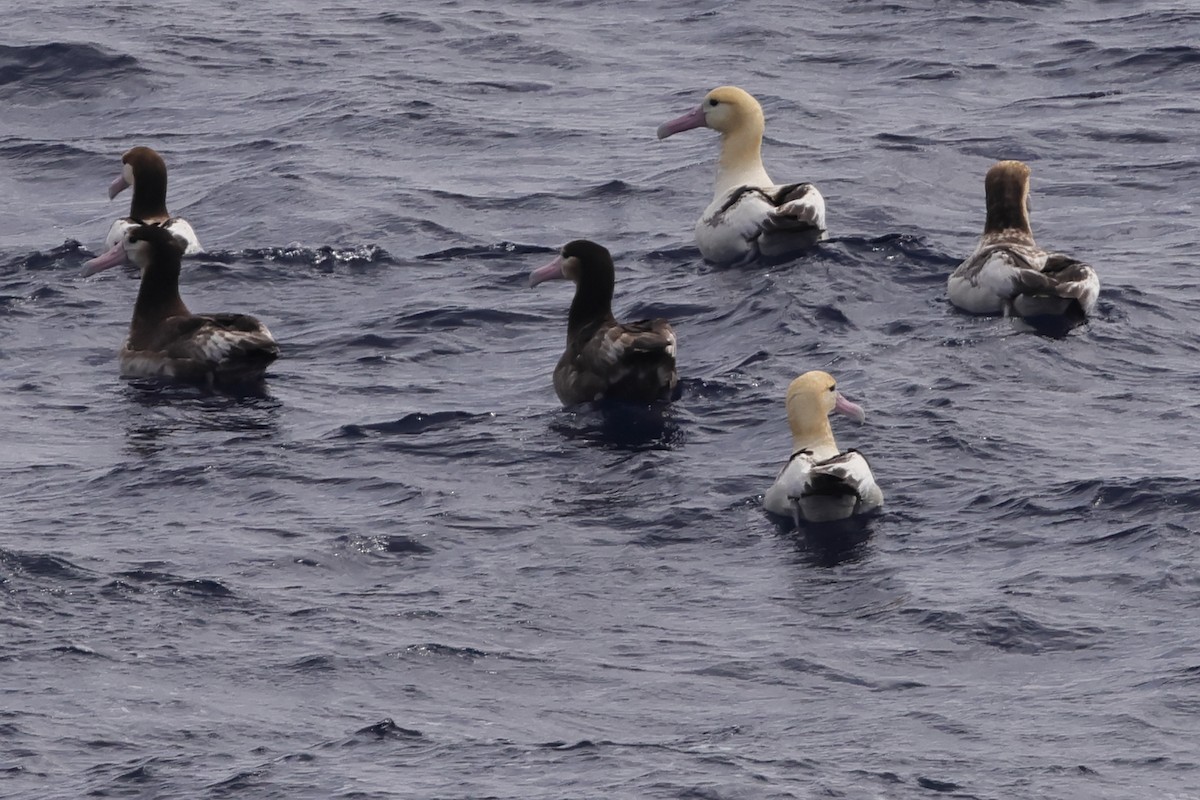 albatros bělohřbetý - ML618566829
