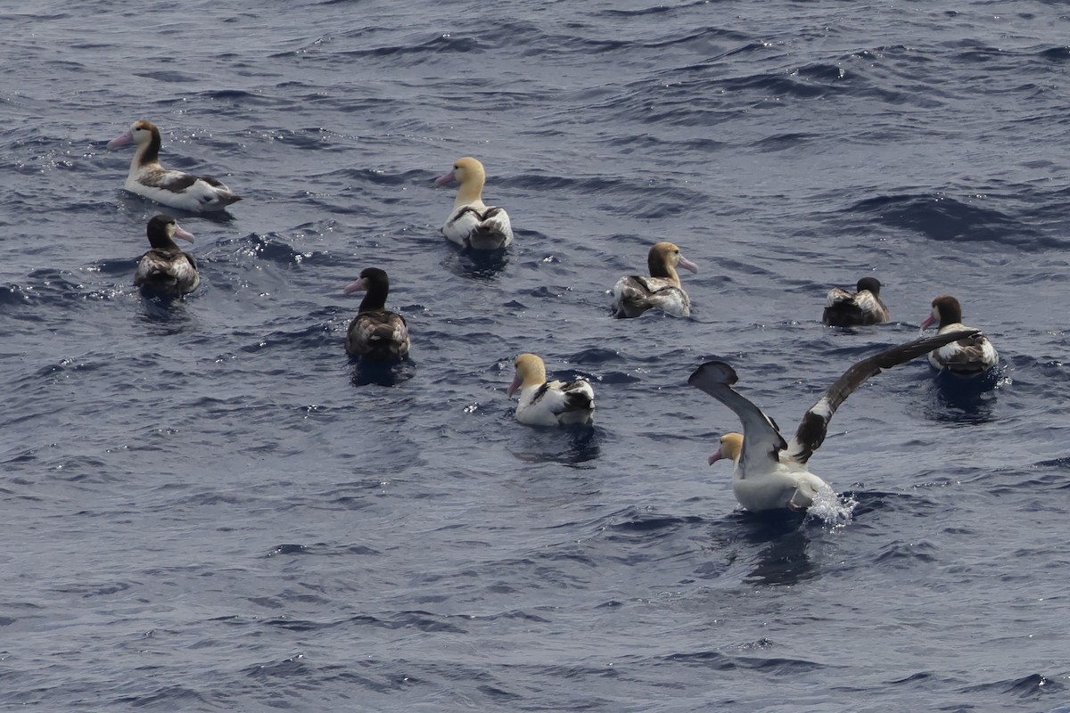 Short-tailed Albatross - ML618566844