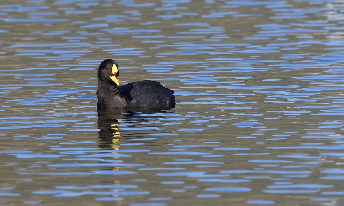 Red-fronted Coot - ML618566875
