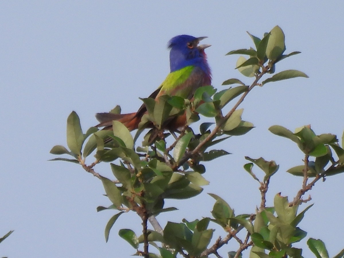 Painted Bunting - ML618566929