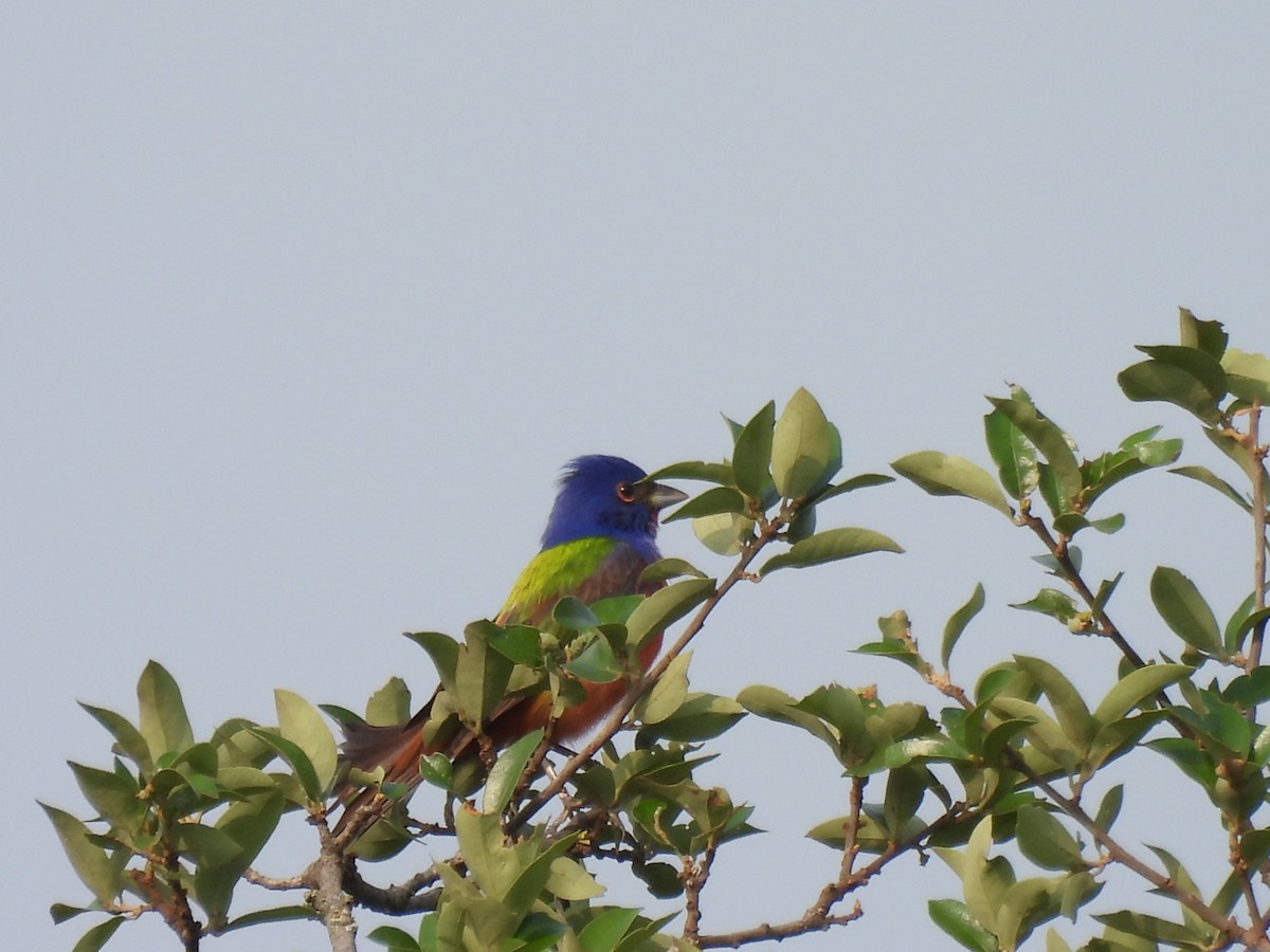 Painted Bunting - ML618566930