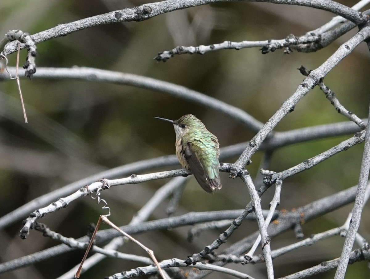 Calliope Hummingbird - ML618566972