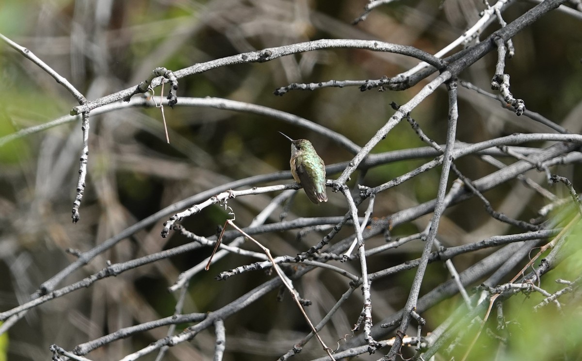 Calliope Hummingbird - ML618566986