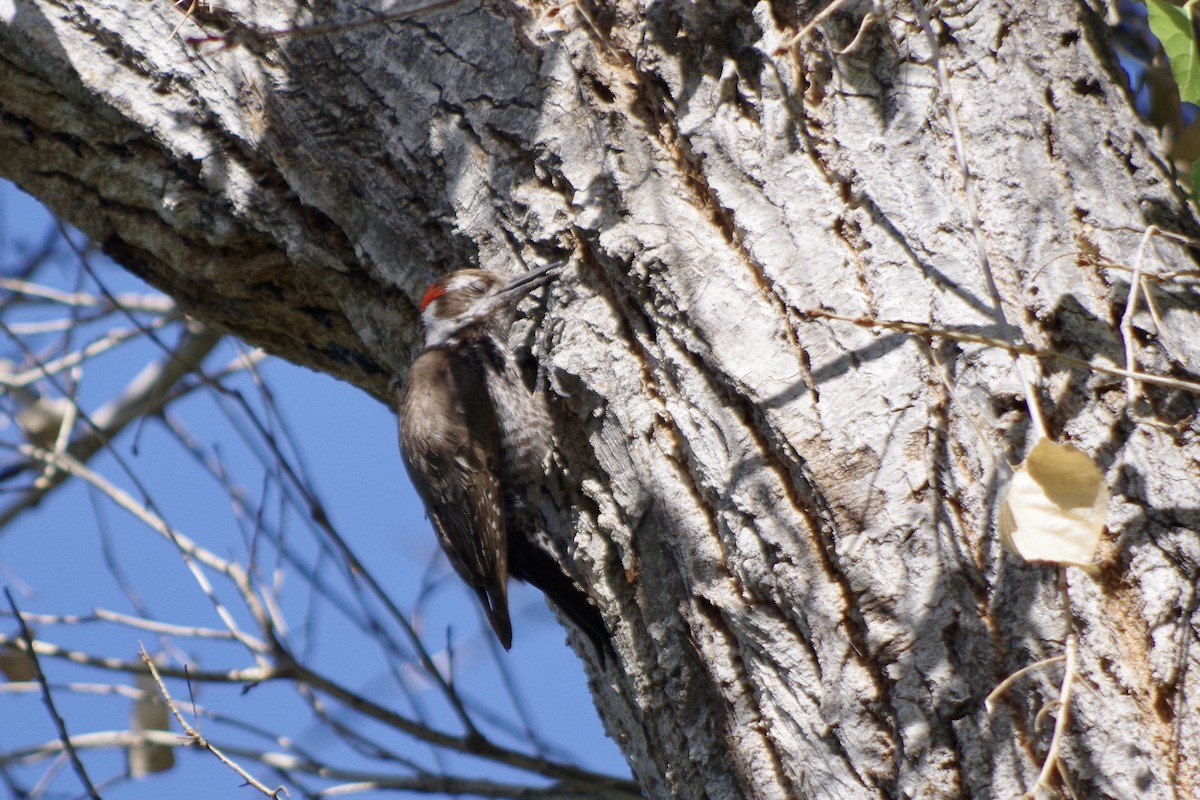 Arizona Woodpecker - ML618567044