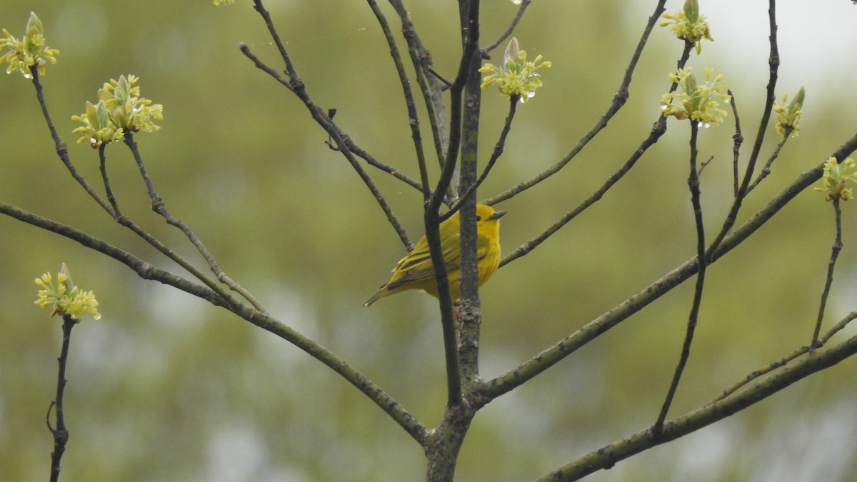 Yellow Warbler - Vincent Glasser