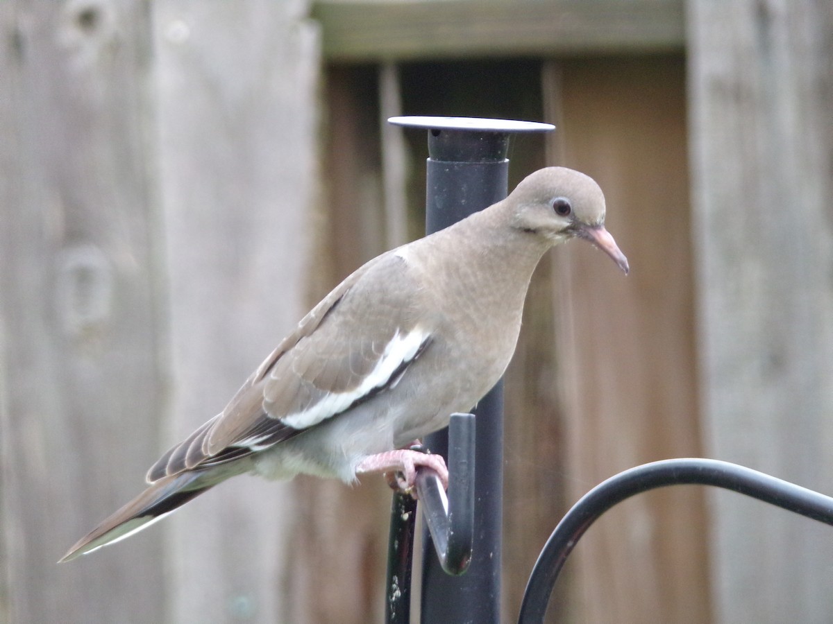 White-winged Dove - ML618567058