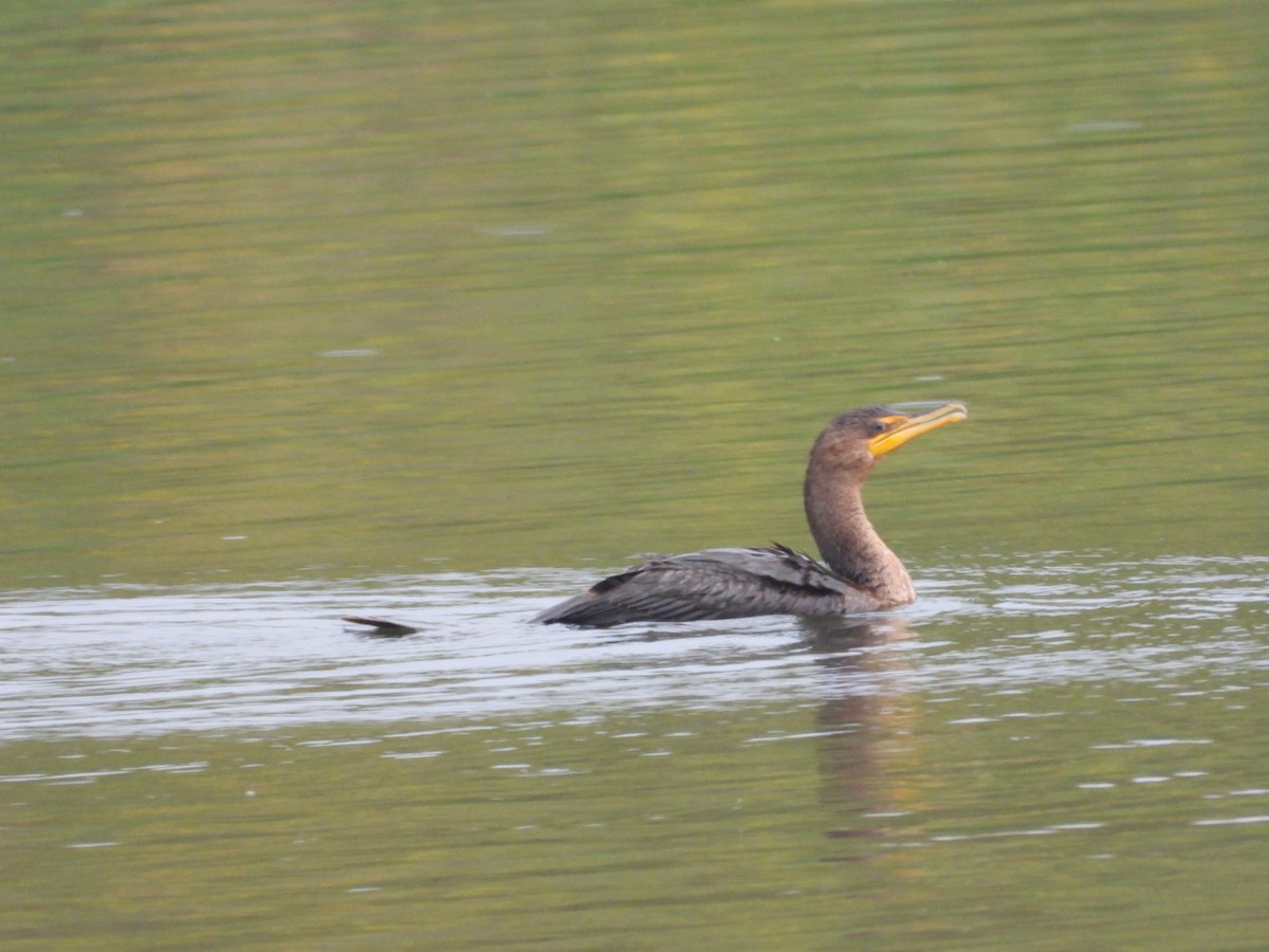 Double-crested Cormorant - Andy Noyce