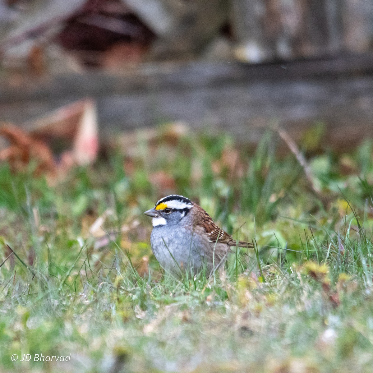 White-throated Sparrow - ML618567115