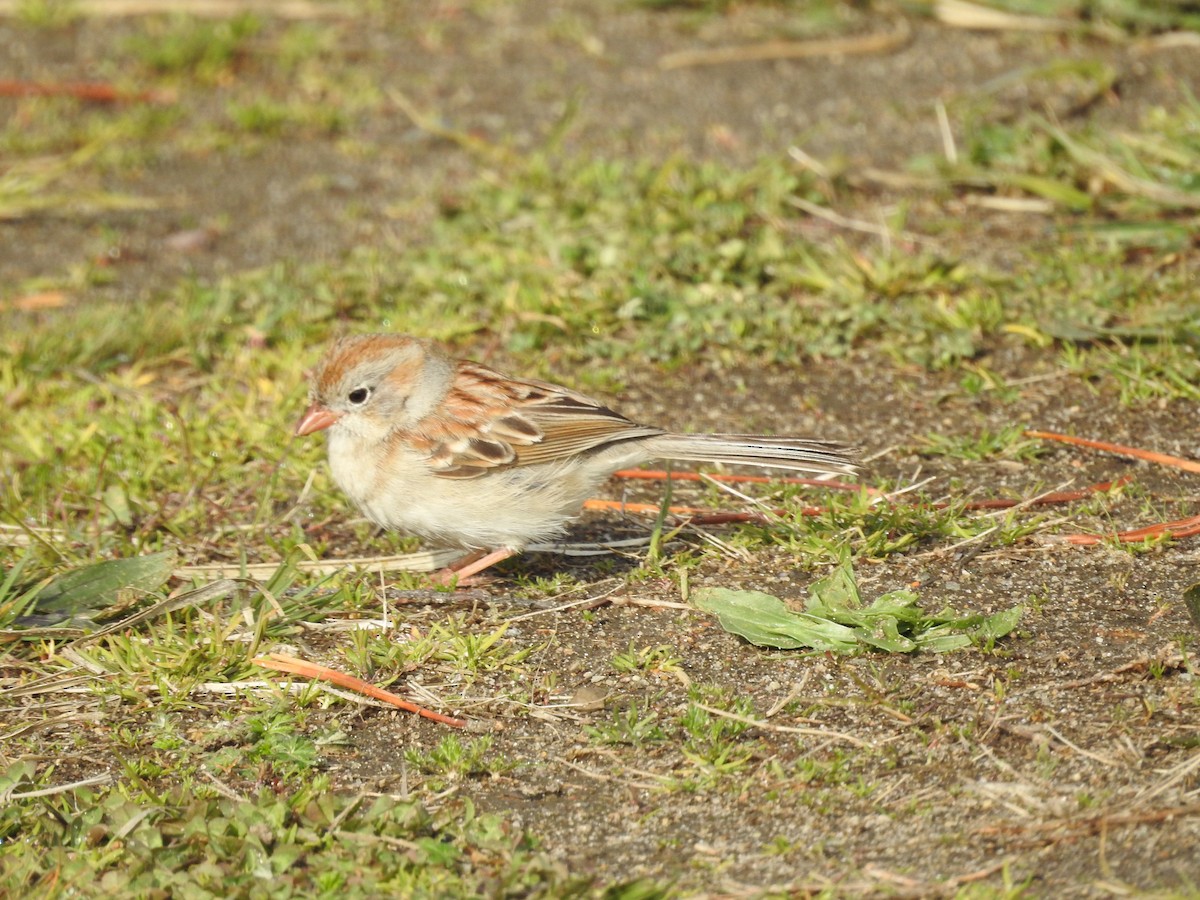 Field Sparrow - ML618567118
