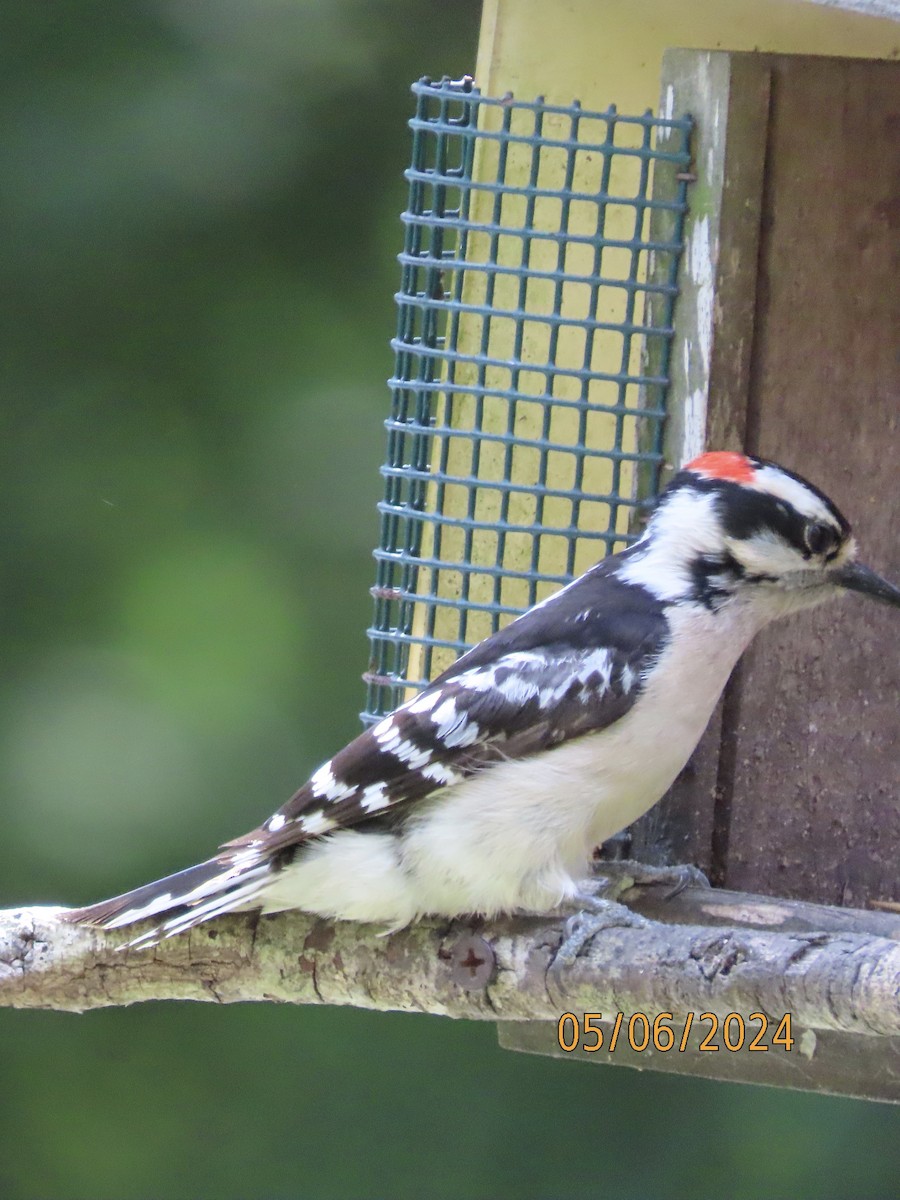 Downy Woodpecker - ML618567119