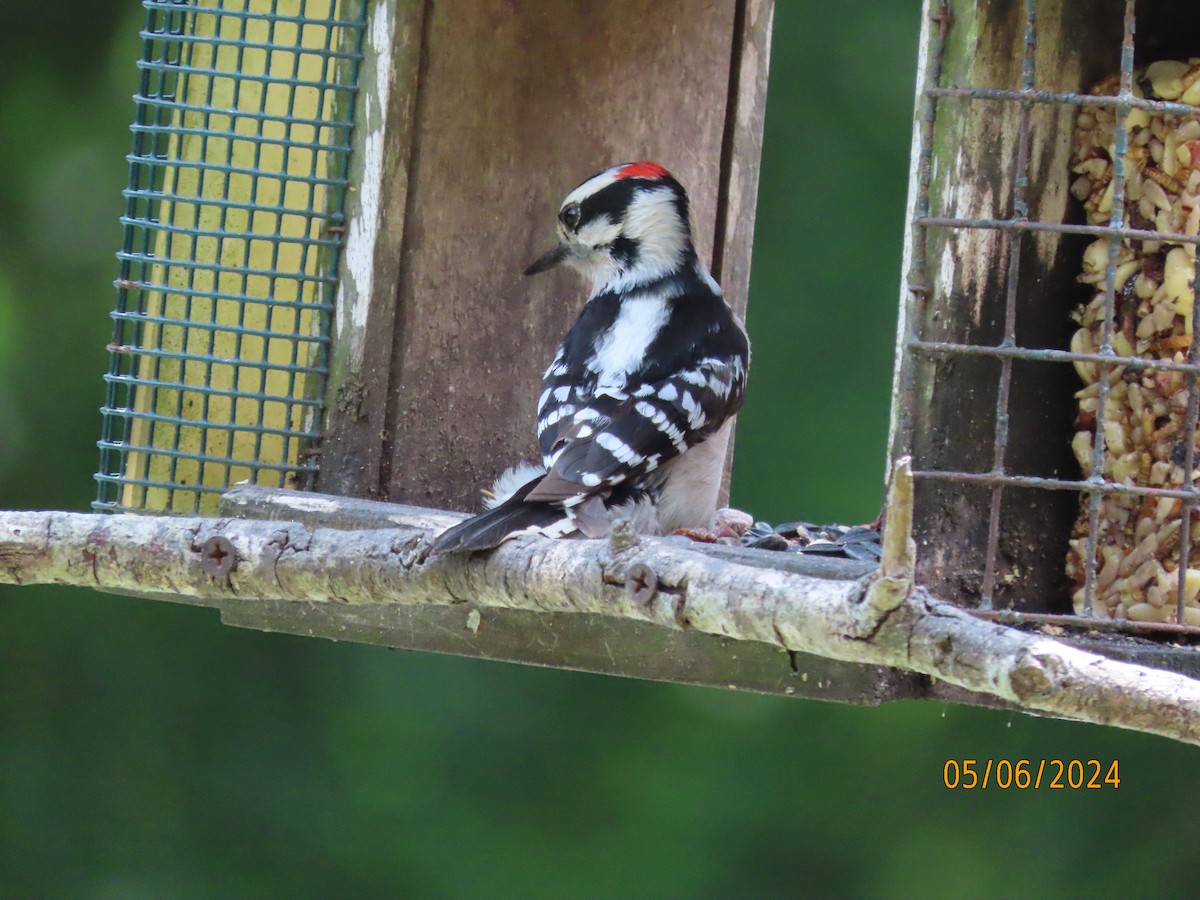 Downy Woodpecker - ML618567122