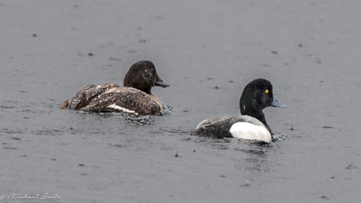 Greater Scaup - ML618567123