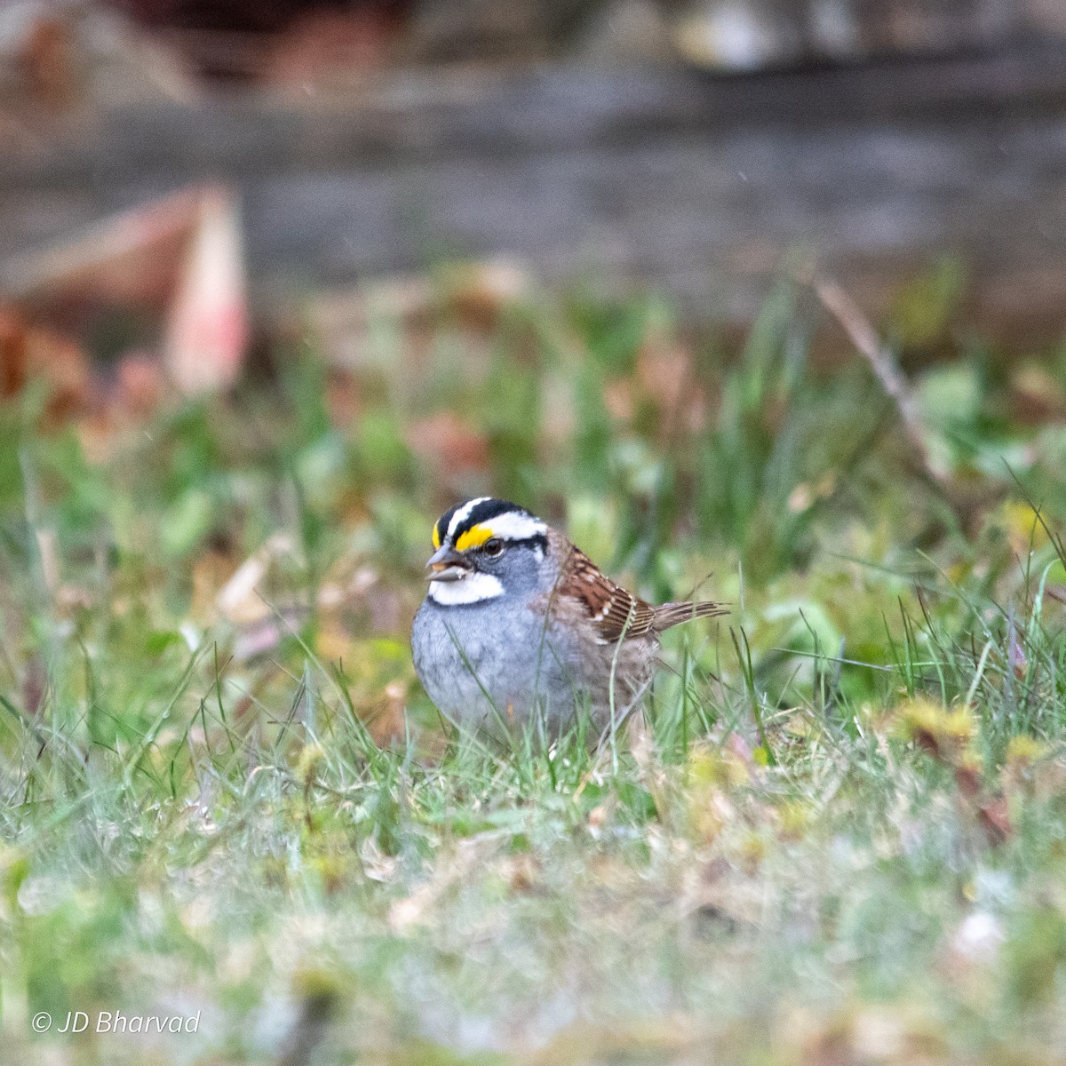 White-throated Sparrow - ML618567137