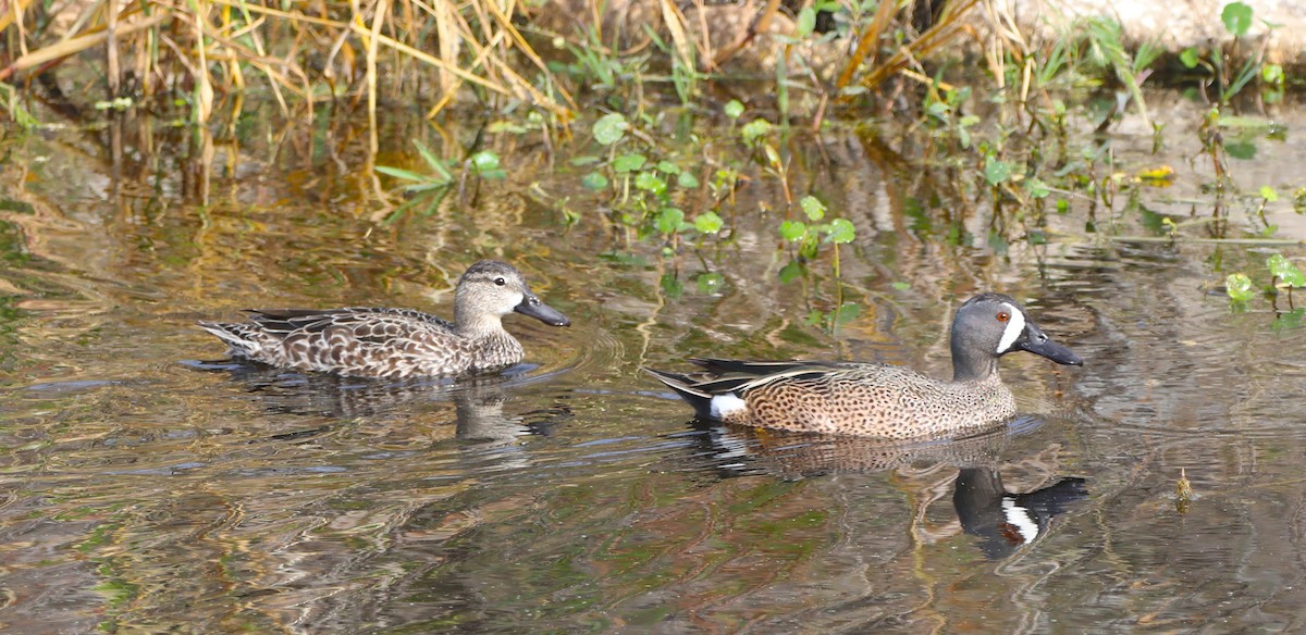 Blue-winged Teal - ML618567139