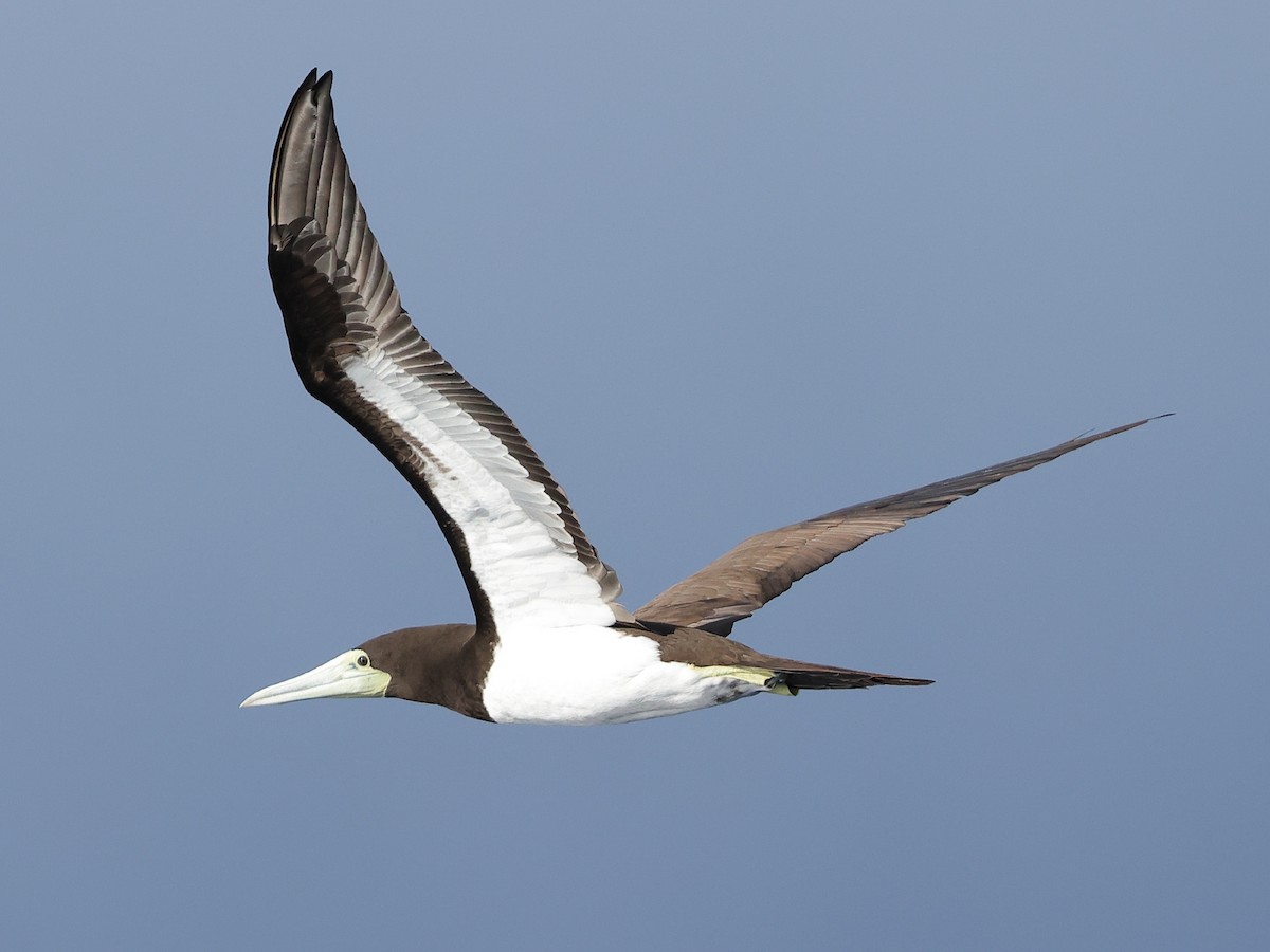 Brown Booby - ML618567144