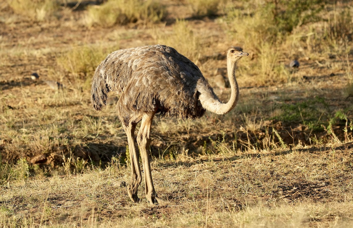 Common Ostrich - ML618567163