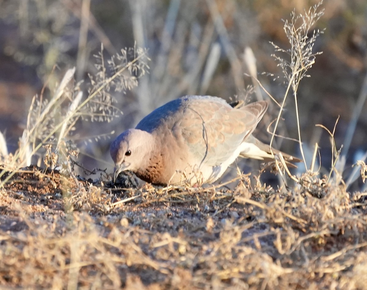 Laughing Dove - ML618567179