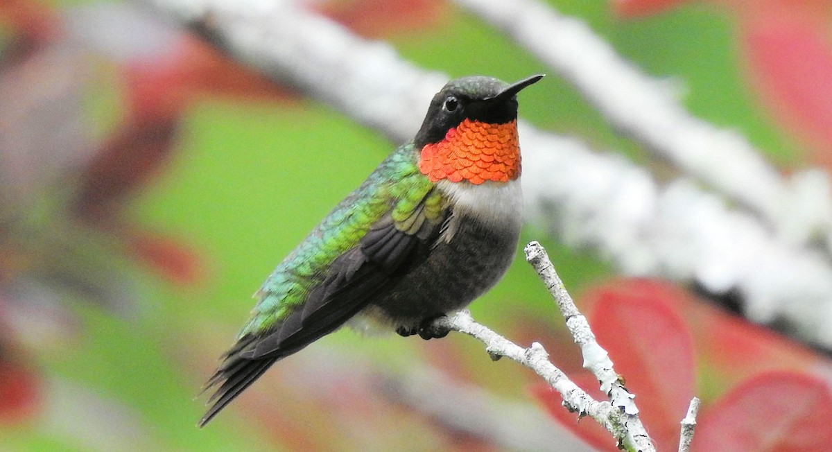 Ruby-throated Hummingbird - ML618567189