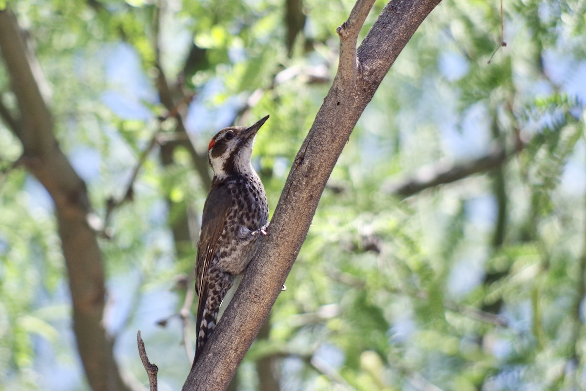 Arizona Woodpecker - ML618567200