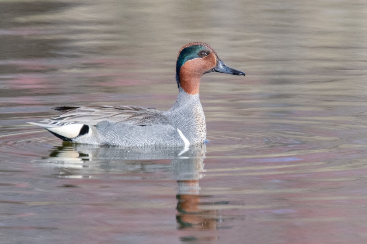 Green-winged Teal - ML618567221